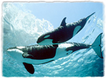 772443564ebc477488ee079becb5e0d9_pic-killer-whales.png