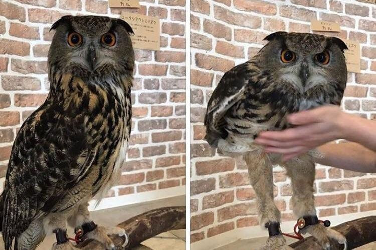 7dc480ed8802b9a3ac030078e773fcc905-25-long-legged-owl.2x.h473.w710.jpg