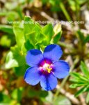 anagallis arvensis1.jpg