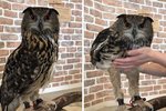 7dc480ed8802b9a3ac030078e773fcc905-25-long-legged-owl.2x.h473.w710.jpg