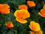 goldenstatepoppies_1600x1200.jpg