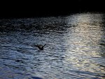 P8220348x.jpg P8220348x.jpg