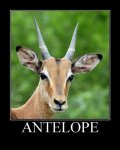 Antelope.jpg