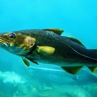 polar_fish