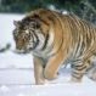 tiger777