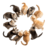 Sulanula