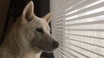 Shiba Inu Waiting GIF by KeepUpWithJazAndYumi Shiba Inu Waiting GIF by KeepUpWithJazAndYumi