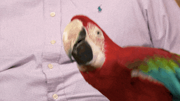 Happy Dr Pol GIF by Nat Geo Wild Happy Dr Pol GIF by Nat Geo Wild